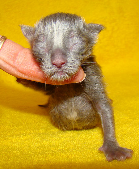     Catsvill County!   !    !       !!!    Catsvill County +7-926-544-74-09     .   ,   ,   ,    ,   ,  ,     ,   -,    ,   !